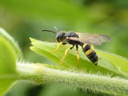 Imagem de Cerceris rybyensis (Linnaeus 1771)