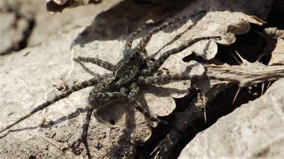 Image of Pardosa groenlandica (Thorell 1872)