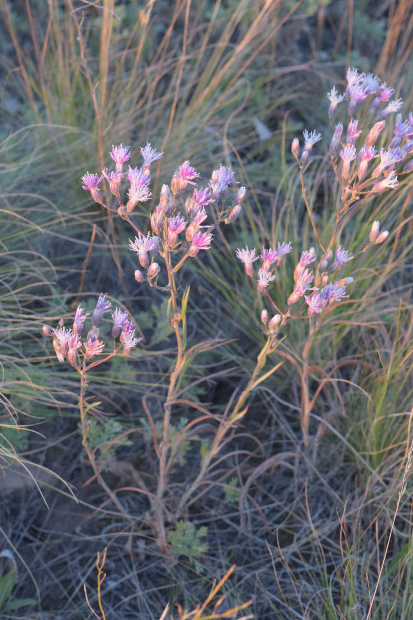 Image of Jurinea multiflora (L.) B. Fedtsch.