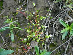 Image of narrowleaf minerslettuce