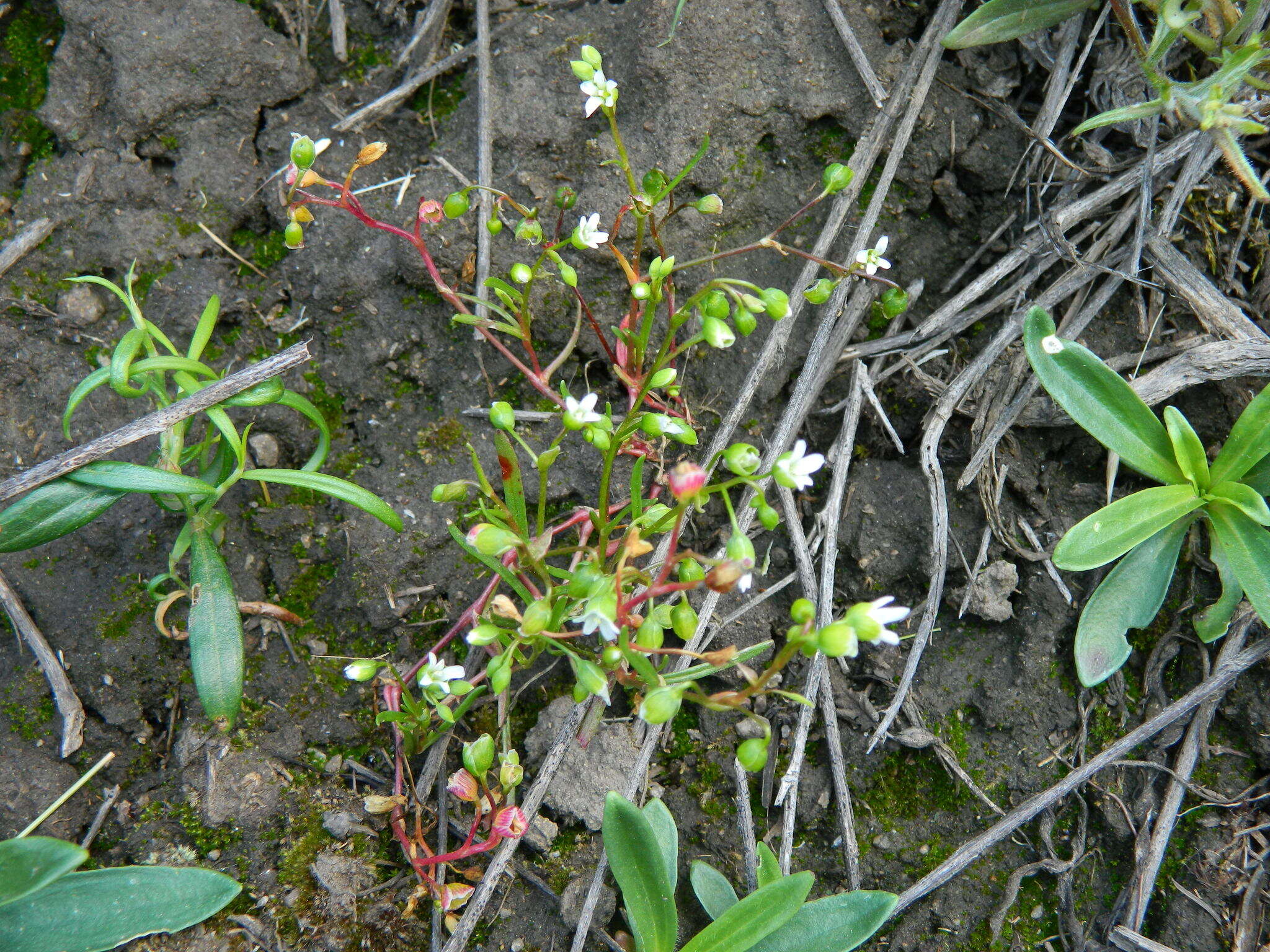 Image of narrowleaf minerslettuce