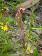 Image of Small-flowered serapias