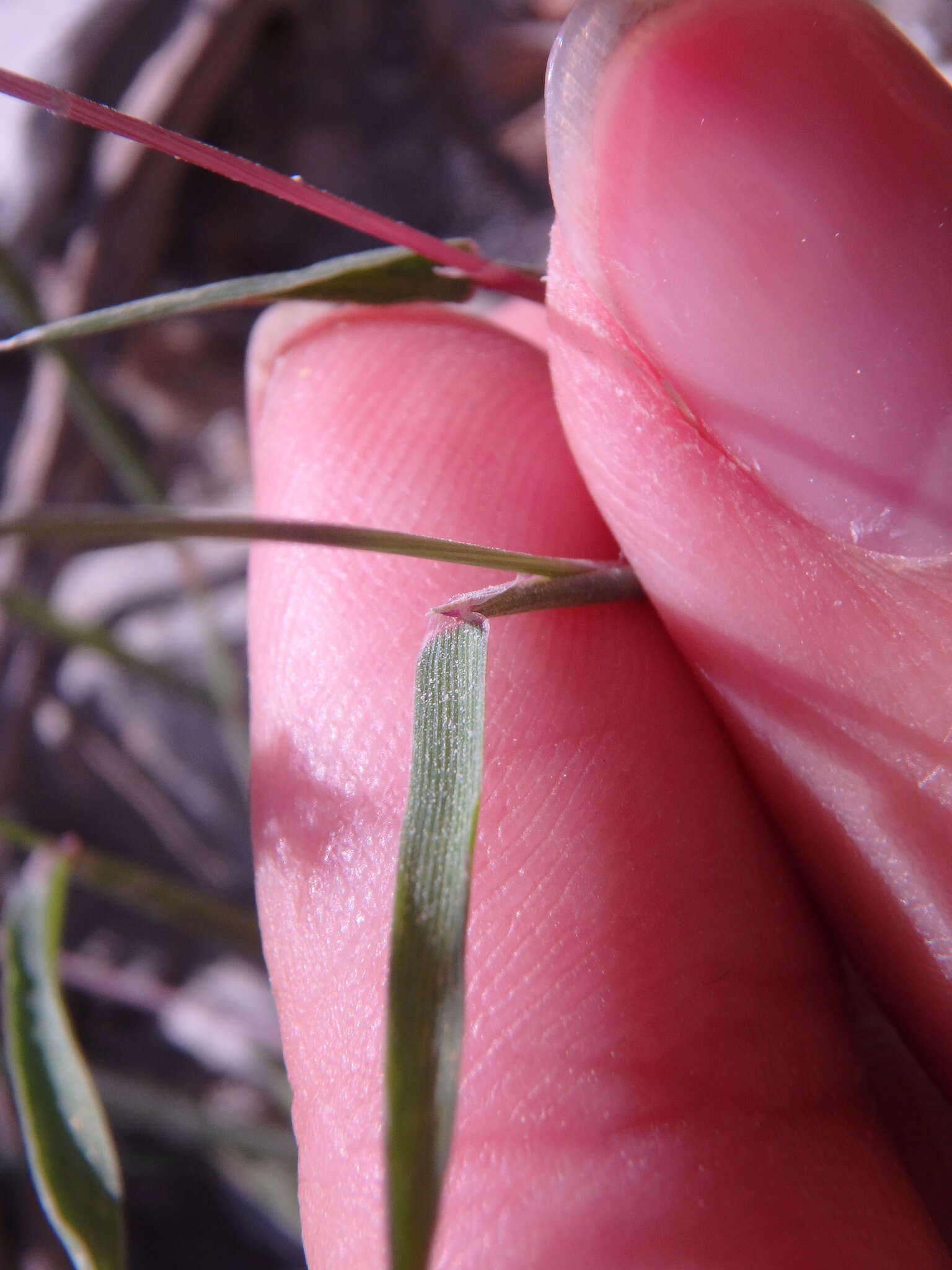 Image of black-grass