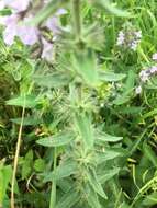 Image of Hairy Hedge-Nettle