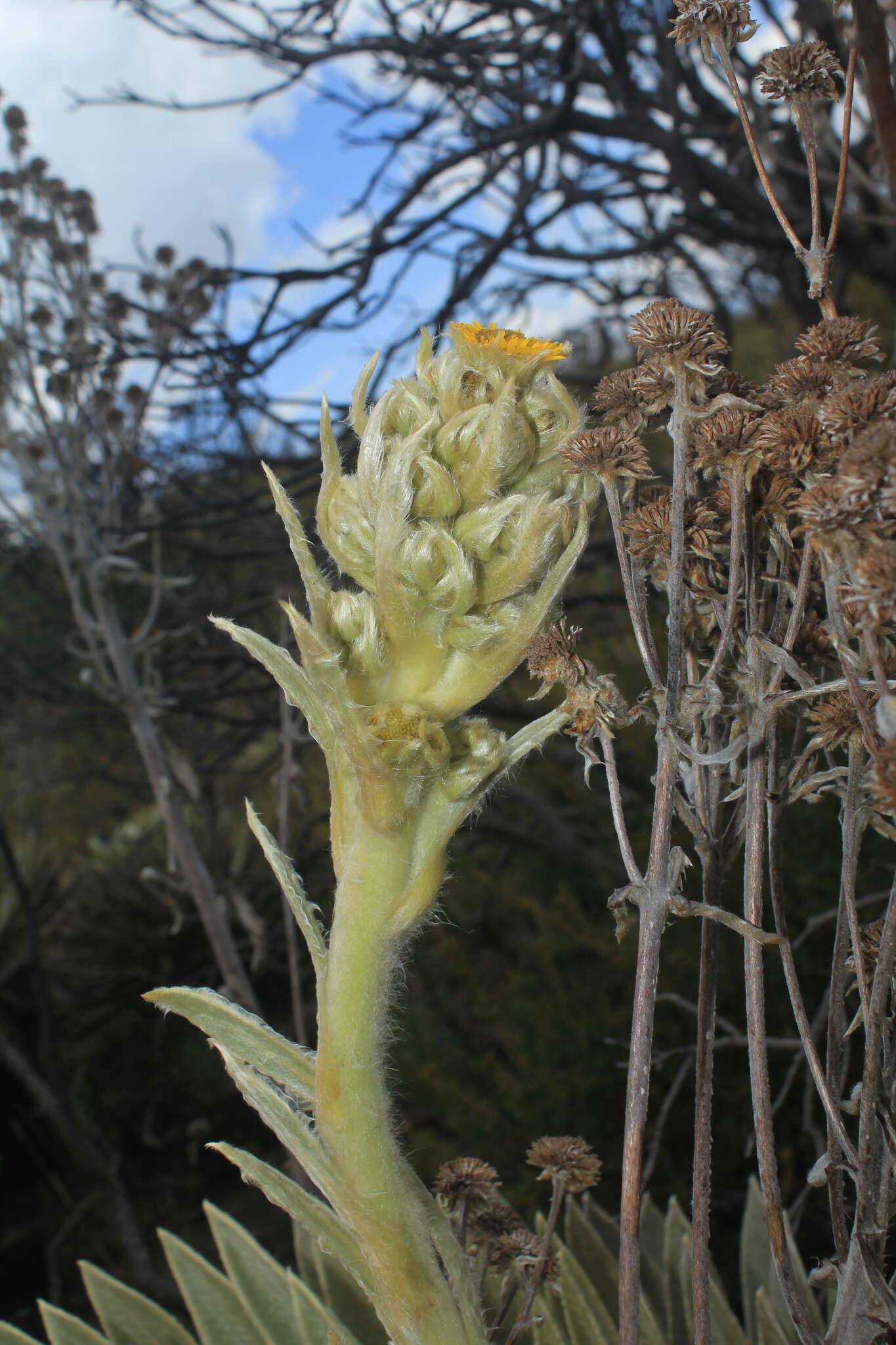 Image of Espeletiopsis muiska (Cuatrec.) Cuatrec.