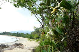 Imagem de Angraecum sesquipedale Thouars