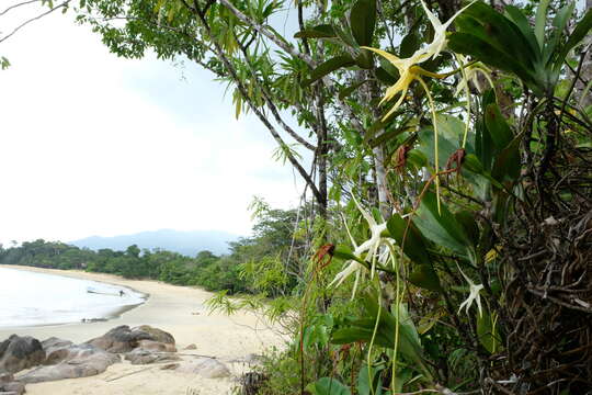 Imagem de Angraecum sesquipedale Thouars