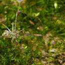 صورة Australomimetus triangulosus Heimer 1986