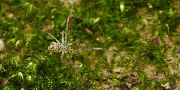 Image of Australomimetus triangulosus Heimer 1986