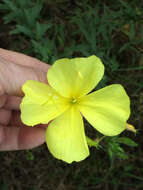 Image of variableleaf evening primrose