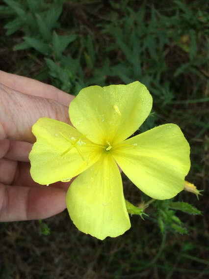 Oenothera heterophylla Spach的圖片