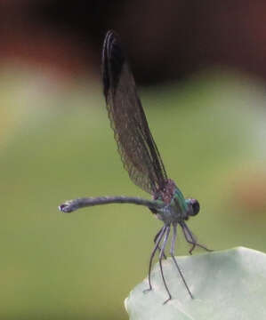 Image of Vestalis nigrescens Fraser 1929