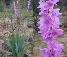 Imagem de Watsonia marginata (L. fil.) Ker Gawl.