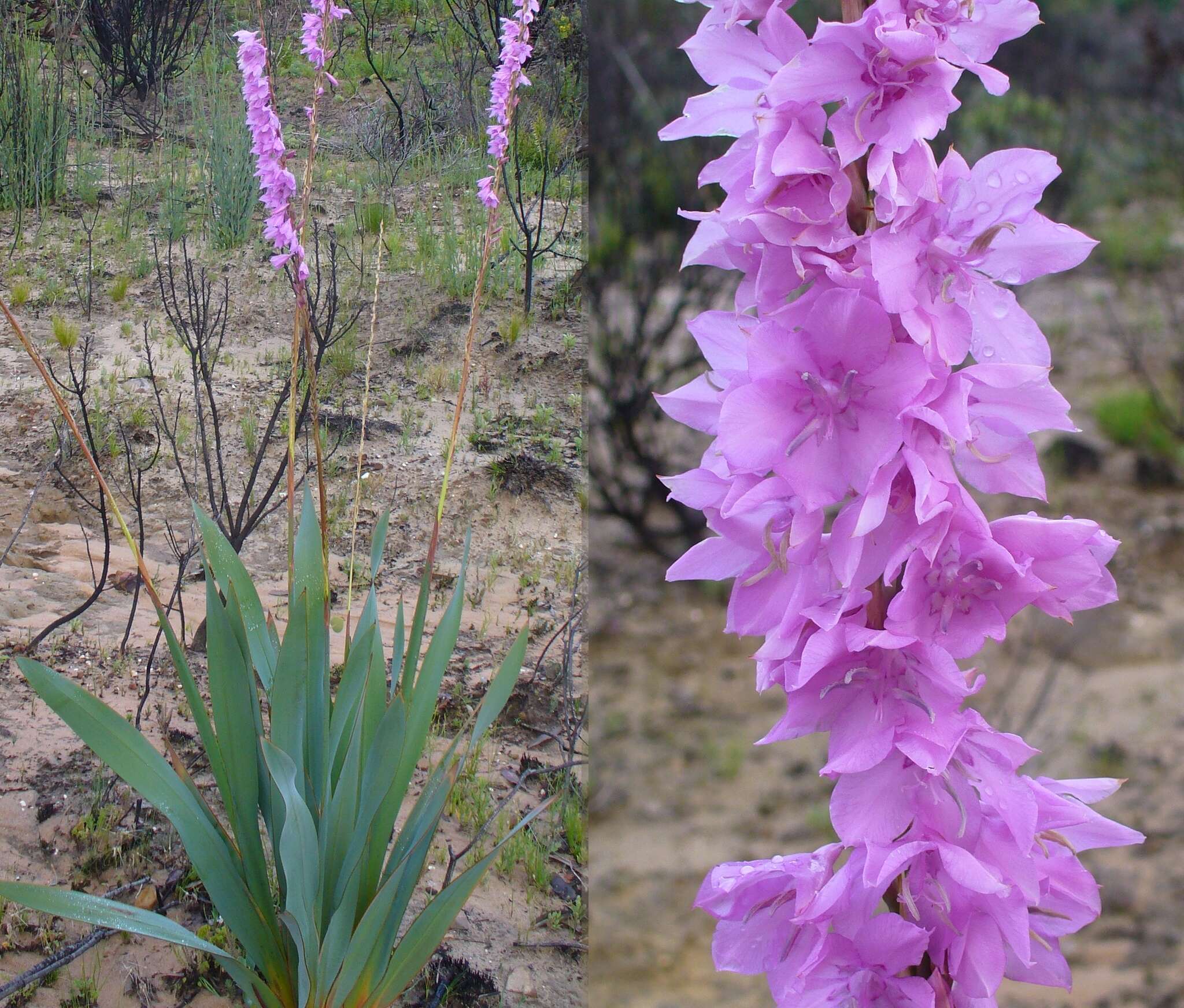 Image of fragrant bugle-lily