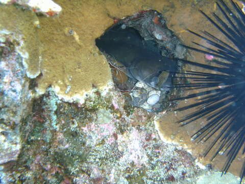 Image of Ash-colored conger eel