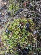 Image of tomentypnum moss