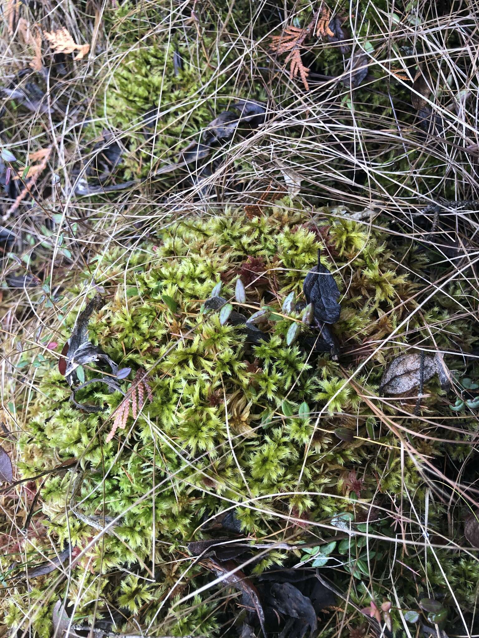 Image of tomentypnum moss