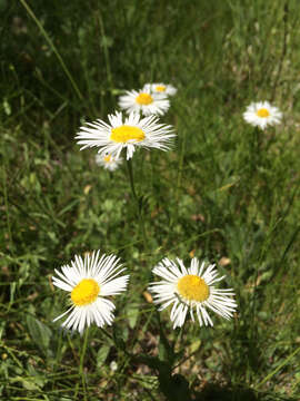 Image of large mountain fleabane