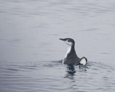 Image of Guadalupe Murrelet