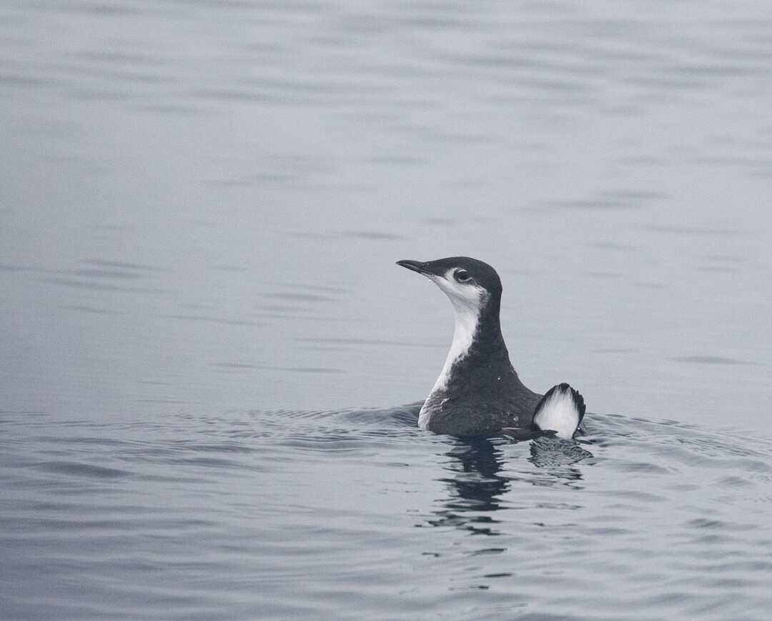 Imagem de Synthliboramphus hypoleucus (Xántus 1860)