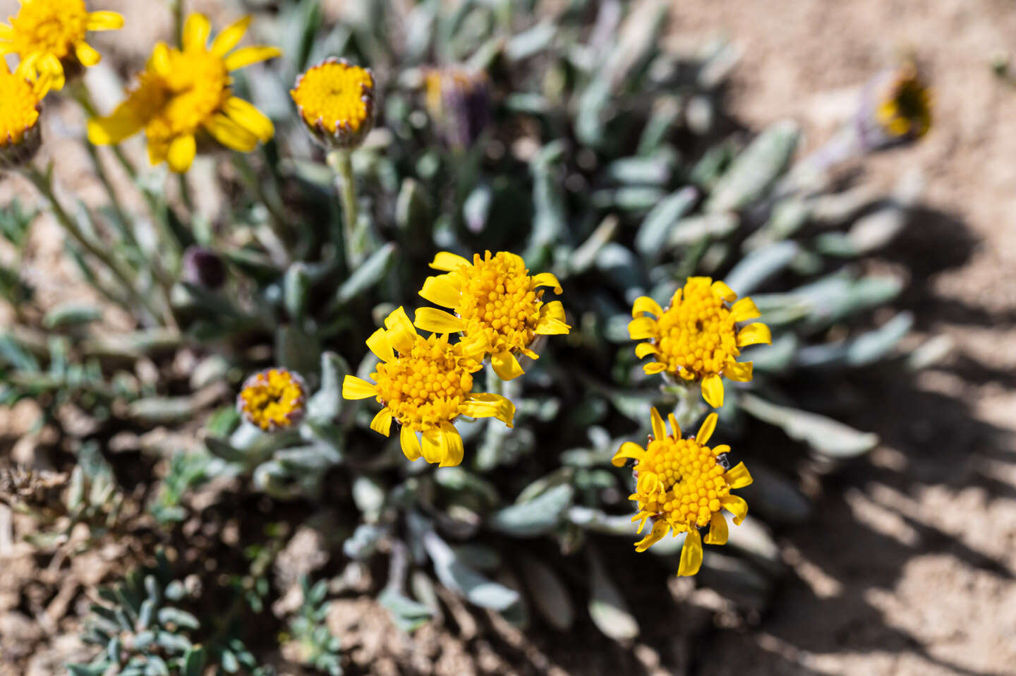 Image of hoary groundsel