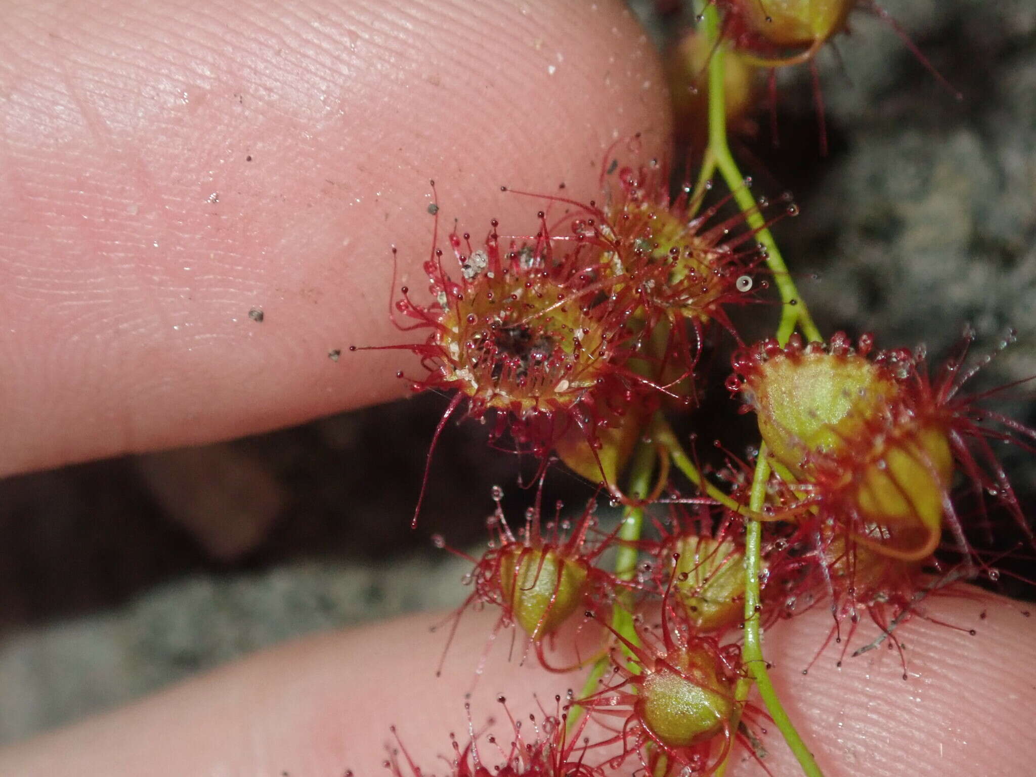 Image of Drosera huegelii var. phillmanniana