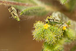 Macrotylus intermedius Wagner 1950 resmi