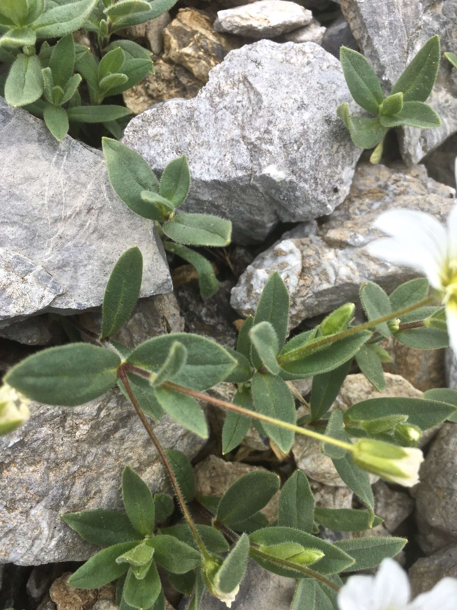 Image of Broad-leaved Mouse Ear