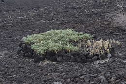 Image of Oahu riverhemp