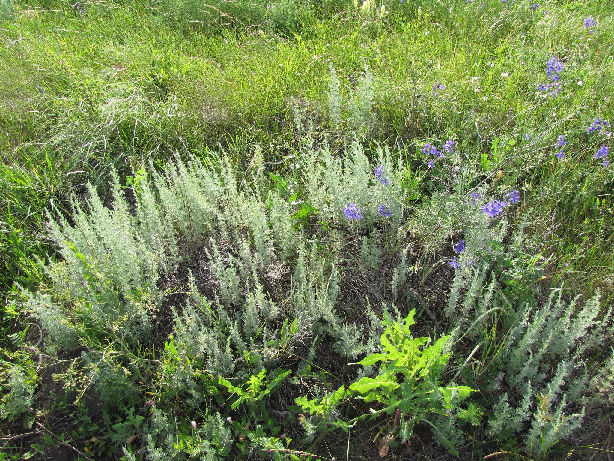 Слика од Artemisia austriaca Jacq.