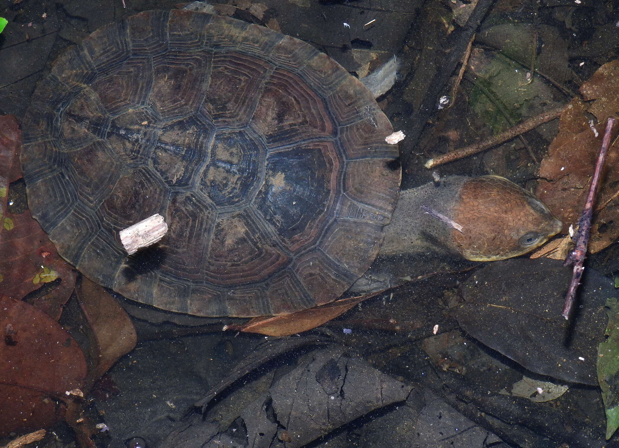 Image of Common Toadheaded Turtle