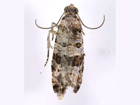 Lobesia peltophora Meyrick 1911 resmi