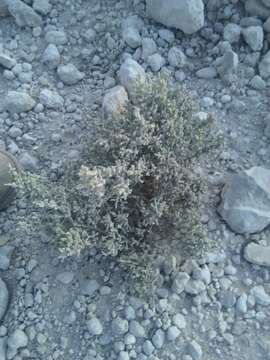 Image of Atriplex julacea S. Wats.