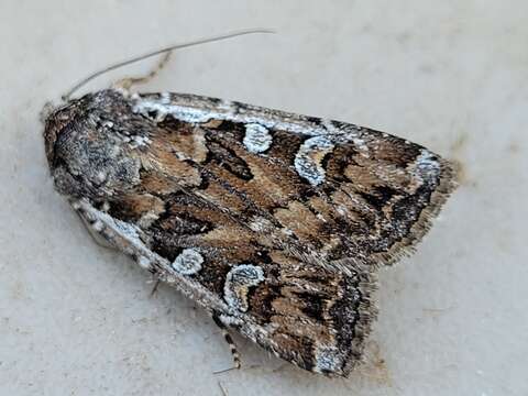 Image of Euxoa (Orosagrotis) manitobana McDunnough 1925