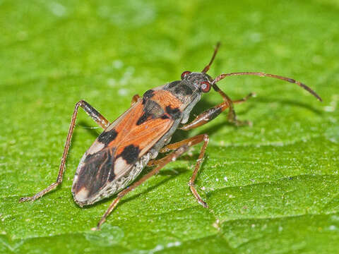 Image of Beosus quadripunctatus (Muller 1766)