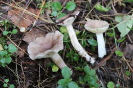 Image of Lactarius uvidus (Fr.) Fr.