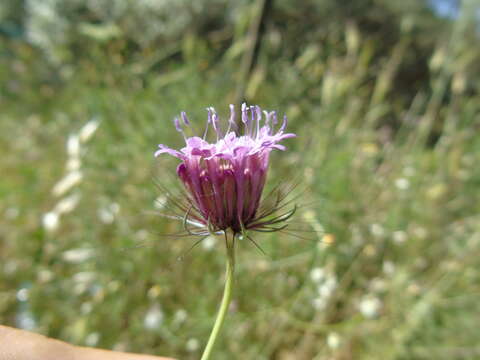 صورة Scabiosa tenuis Spruner ex Roiss.