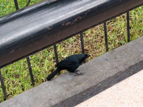 Image of Scrub Blackbird