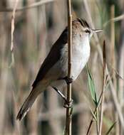 Imagem de Acrocephalus gracilirostris gracilirostris (Hartlaub 1864)