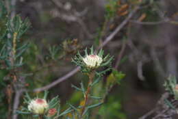 Image of Banksia carlinoides (Meissn.) A. R. Mast & K. R. Thiele