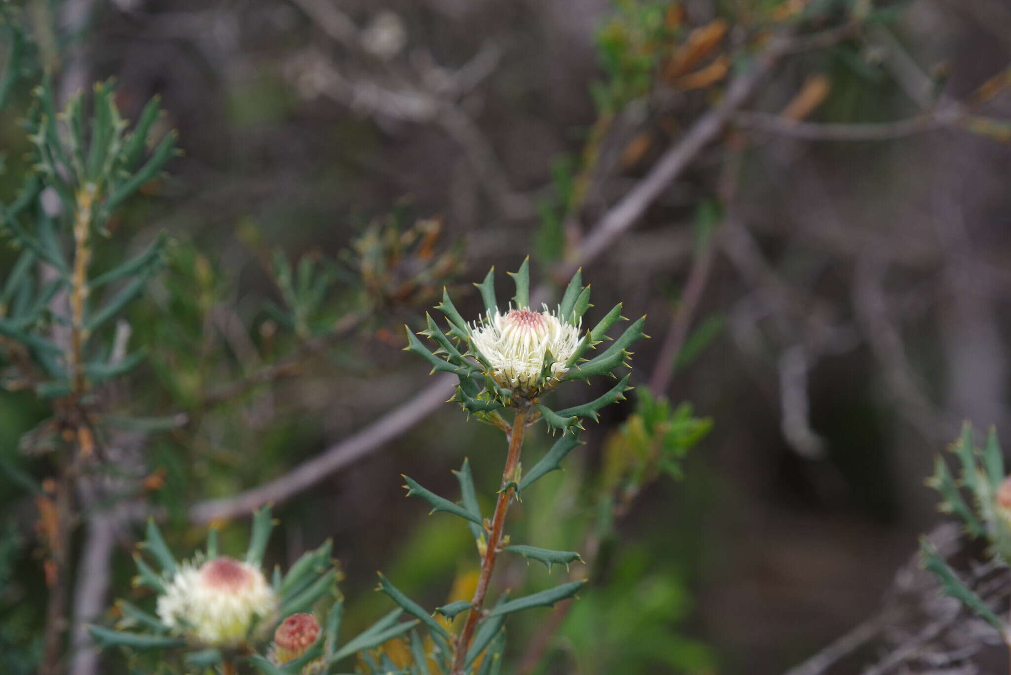 Image of Banksia carlinoides (Meissn.) A. R. Mast & K. R. Thiele