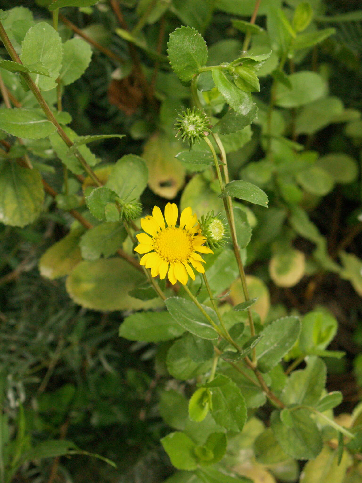 Image of Grindelia lanceolata var. greenei (Steyerm.) G. L. Nesom