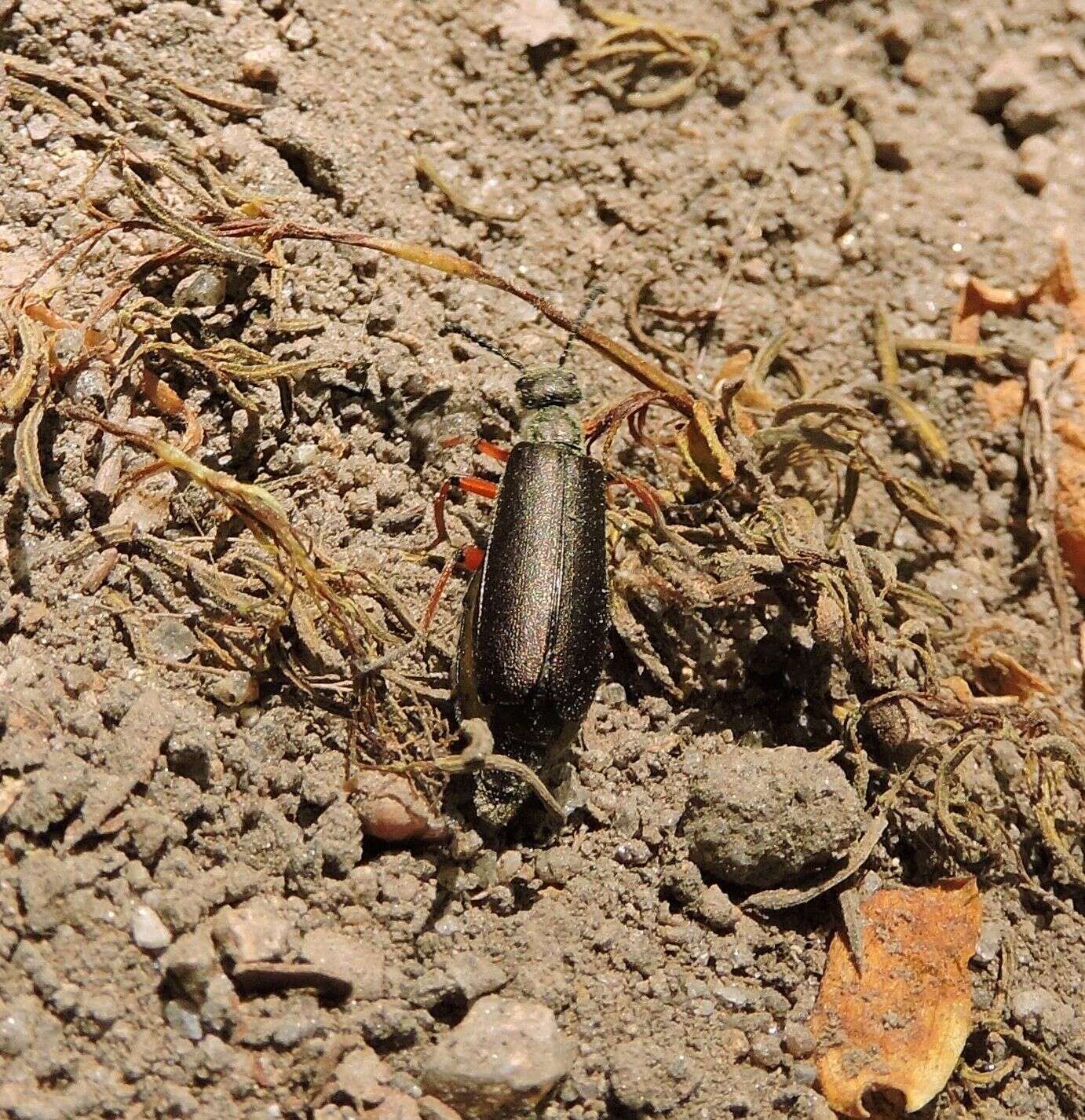 Image of Lytta (Phompodea) aenea Say 1824