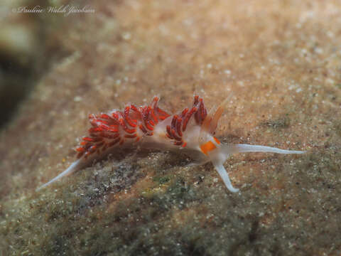 Image of Cratena minor Padula, Araújo, Matthews-Cascon & Schrödl 2014