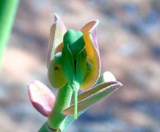 Sivun Euphorbia bracteata Jacq. kuva