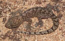 Image of Amatola Rock Gecko