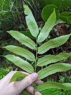 Image of Sphaeropteris capitata (Copel.) R. M. Tryon