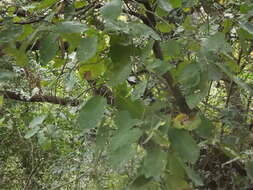 Imagem de Quercus polymorpha Schltdl. & Cham.