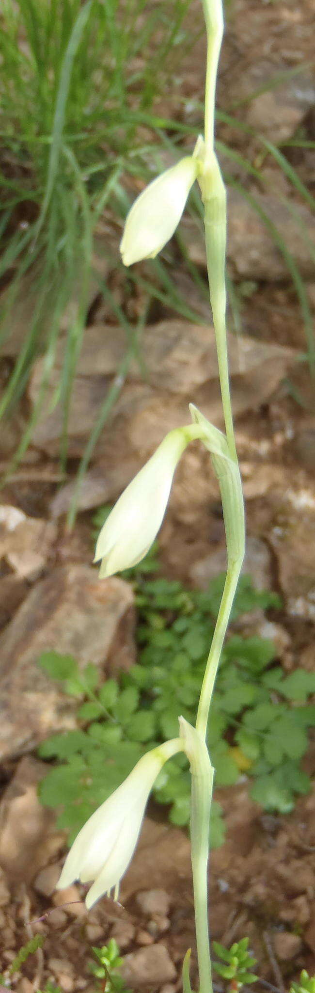 صورة Hesperantha acuta (Licht. ex Roem. & Schult.) Ker Gawl.