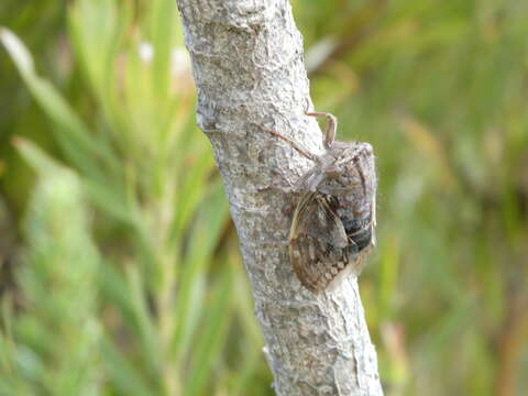 Plancia ëd Platypleura stridula (Linnaeus 1758)